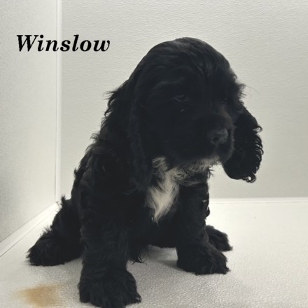 puppy, for, sale, Cocker Spaniel, Joe & Cherri  Overlease, dog, breeder, Miller, MO, dog-breeder, puppy-for-sale, forsale, nearby, find, puppyfind, locator, puppylocator, aca